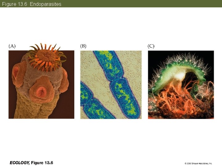 Figure 13. 6 Endoparasites 