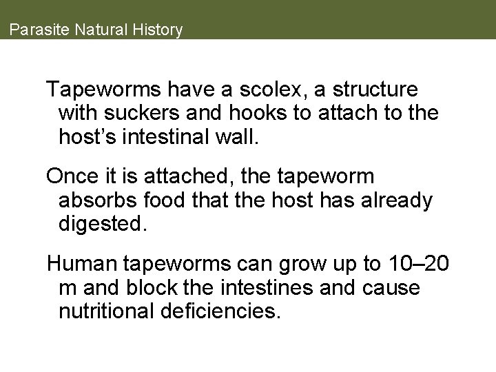 Parasite Natural History Tapeworms have a scolex, a structure with suckers and hooks to