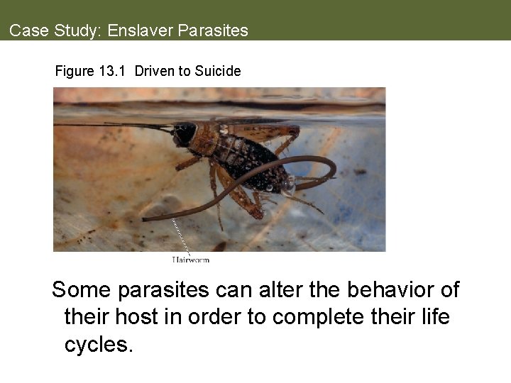 Case Study: Enslaver Parasites Figure 13. 1 Driven to Suicide Some parasites can alter