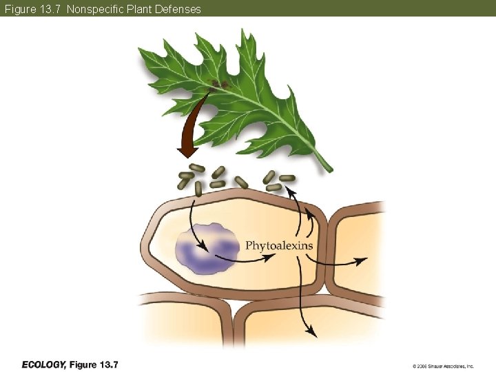 Figure 13. 7 Nonspecific Plant Defenses 