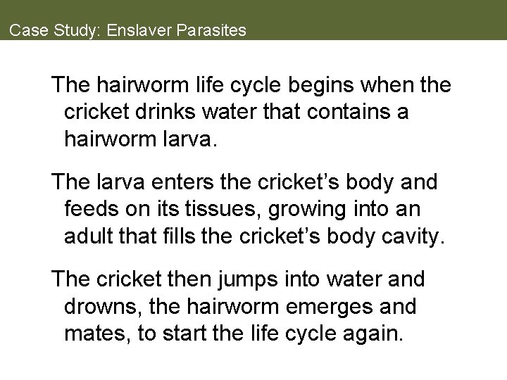 Case Study: Enslaver Parasites The hairworm life cycle begins when the cricket drinks water