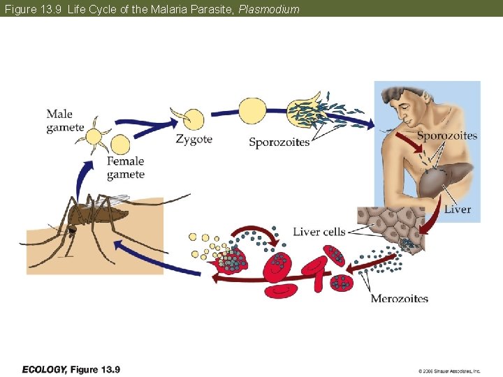 Figure 13. 9 Life Cycle of the Malaria Parasite, Plasmodium 