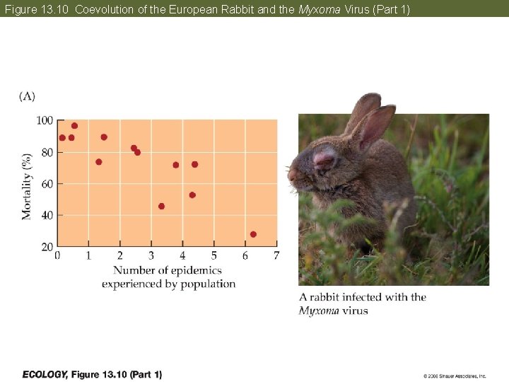 Figure 13. 10 Coevolution of the European Rabbit and the Myxoma Virus (Part 1)