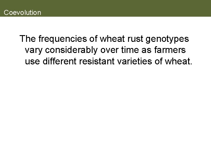 Coevolution The frequencies of wheat rust genotypes vary considerably over time as farmers use