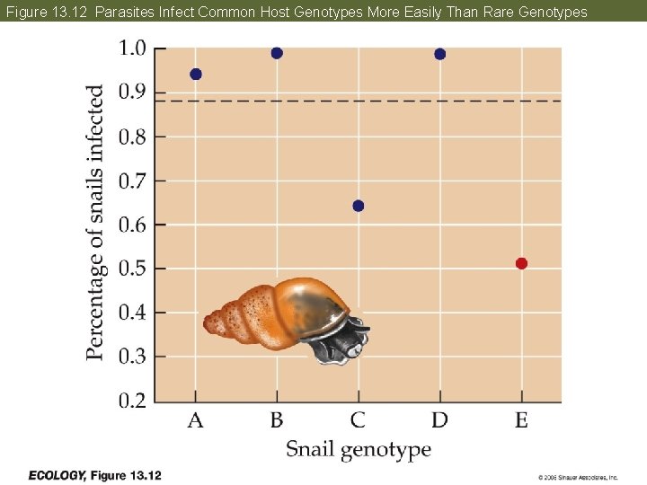 Figure 13. 12 Parasites Infect Common Host Genotypes More Easily Than Rare Genotypes 