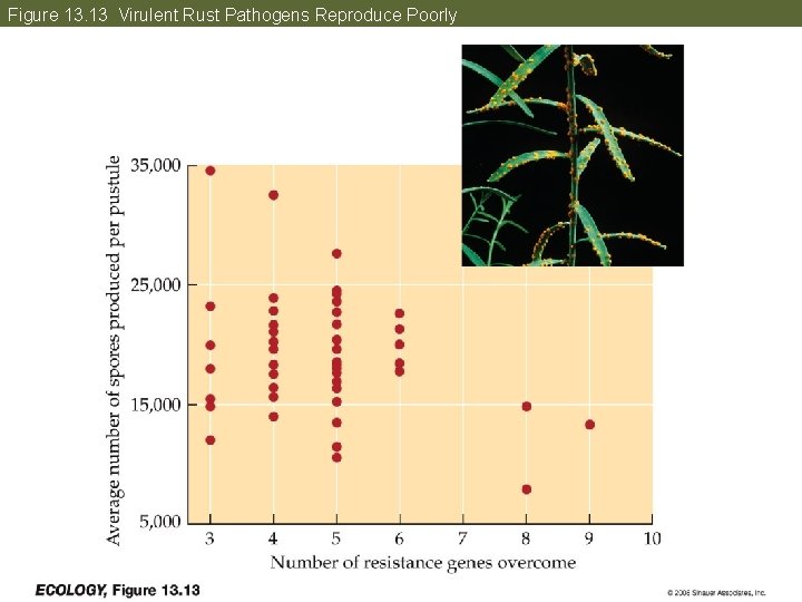 Figure 13. 13 Virulent Rust Pathogens Reproduce Poorly 