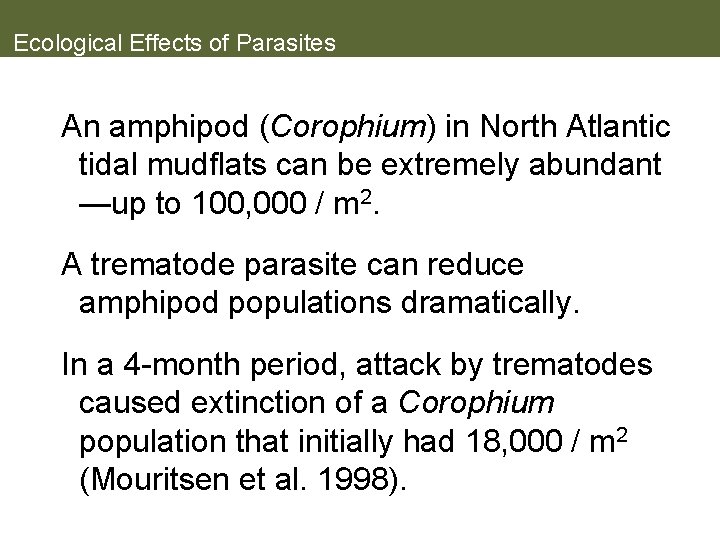 Ecological Effects of Parasites An amphipod (Corophium) in North Atlantic tidal mudflats can be