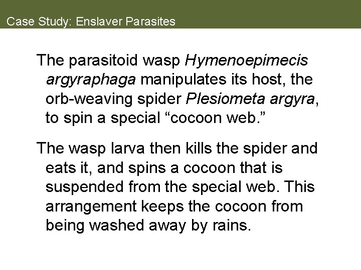 Case Study: Enslaver Parasites The parasitoid wasp Hymenoepimecis argyraphaga manipulates its host, the orb-weaving