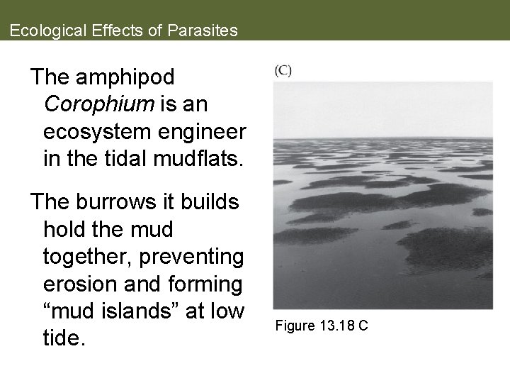 Ecological Effects of Parasites The amphipod Corophium is an ecosystem engineer in the tidal