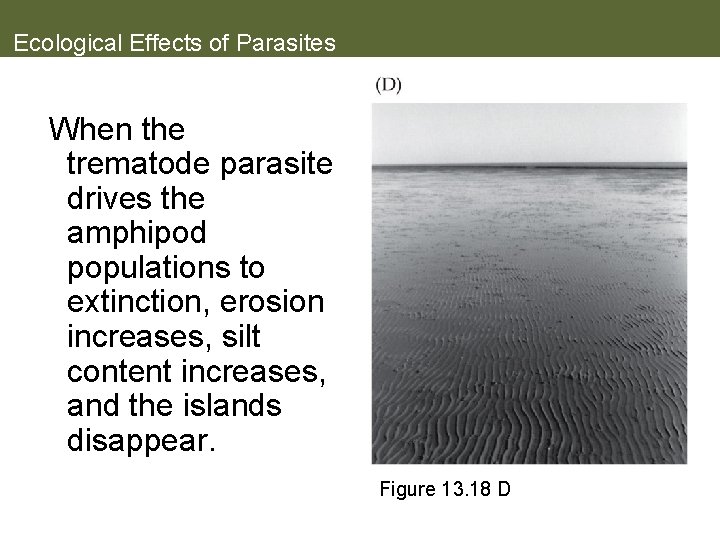 Ecological Effects of Parasites When the trematode parasite drives the amphipod populations to extinction,