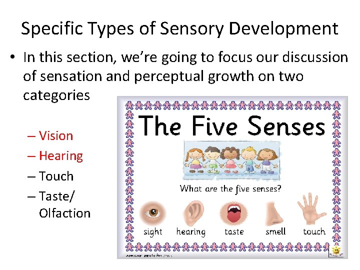Specific Types of Sensory Development • In this section, we’re going to focus our