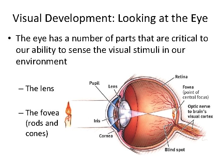 Visual Development: Looking at the Eye • The eye has a number of parts