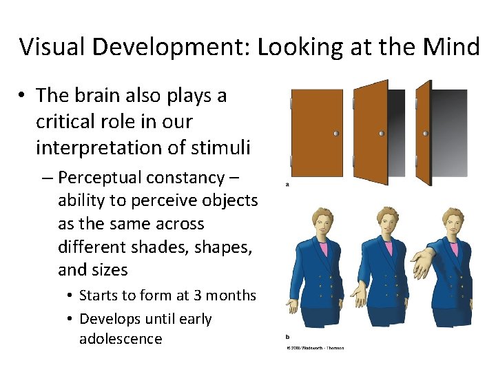 Visual Development: Looking at the Mind • The brain also plays a critical role