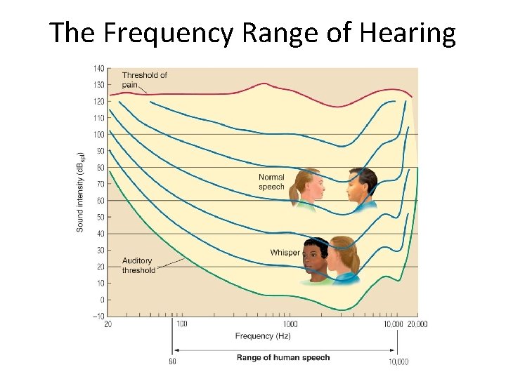 The Frequency Range of Hearing 