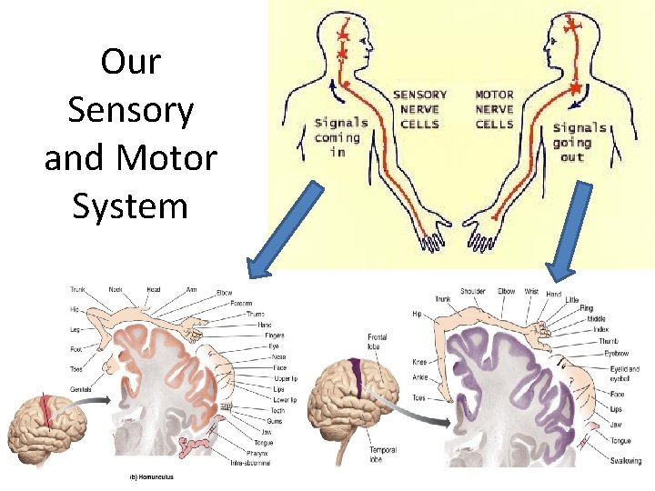 Our Sensory and Motor System 