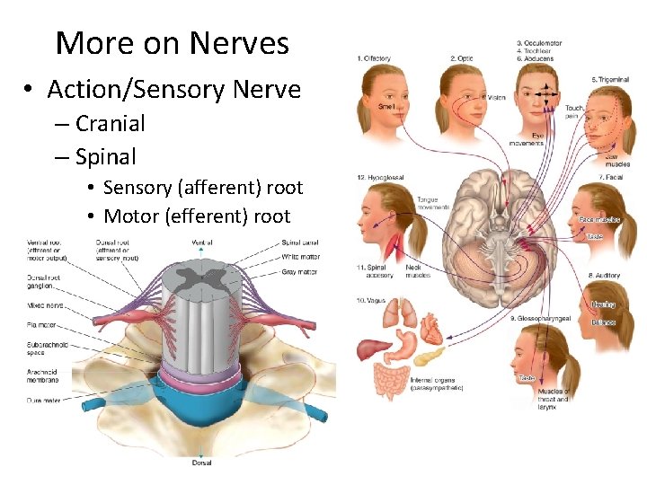 More on Nerves • Action/Sensory Nerve – Cranial – Spinal • Sensory (afferent) root