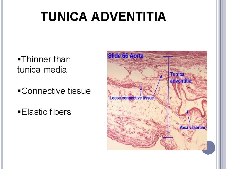 TUNICA ADVENTITIA §Thinner than tunica media §Connective tissue §Elastic fibers 
