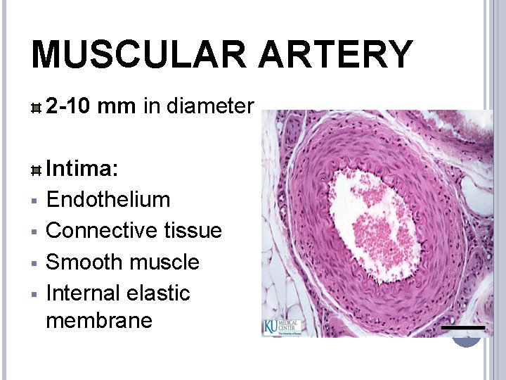 MUSCULAR ARTERY 2 -10 mm in diameter § § Intima: Endothelium Connective tissue Smooth