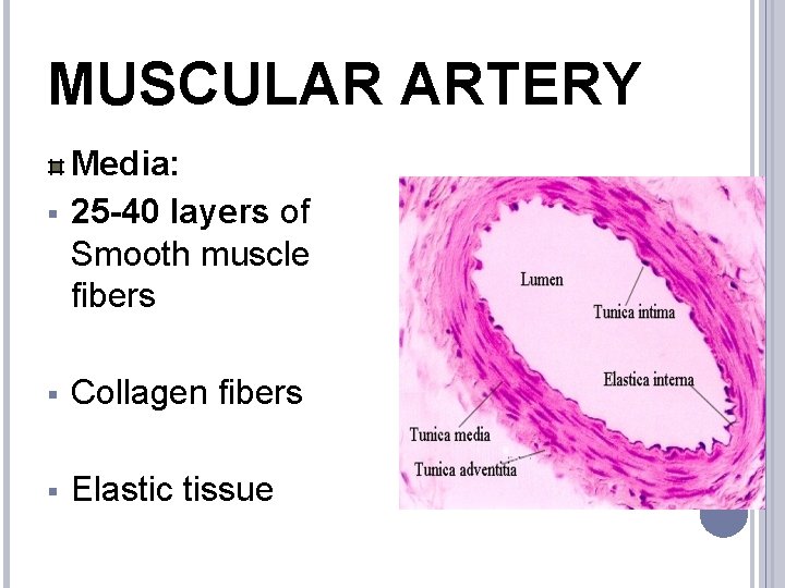 MUSCULAR ARTERY § Media: 25 -40 layers of Smooth muscle fibers § Collagen fibers