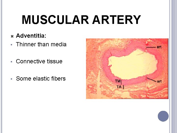 MUSCULAR ARTERY § Adventitia: Thinner than media § Connective tissue § Some elastic fibers