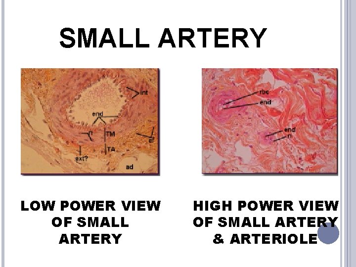 SMALL ARTERY LOW POWER VIEW OF SMALL ARTERY HIGH POWER VIEW OF SMALL ARTERY