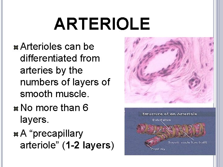 ARTERIOLE Arterioles can be differentiated from arteries by the numbers of layers of smooth