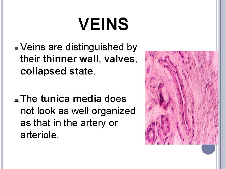 VEINS Veins are distinguished by their thinner wall, valves, collapsed state. The tunica media