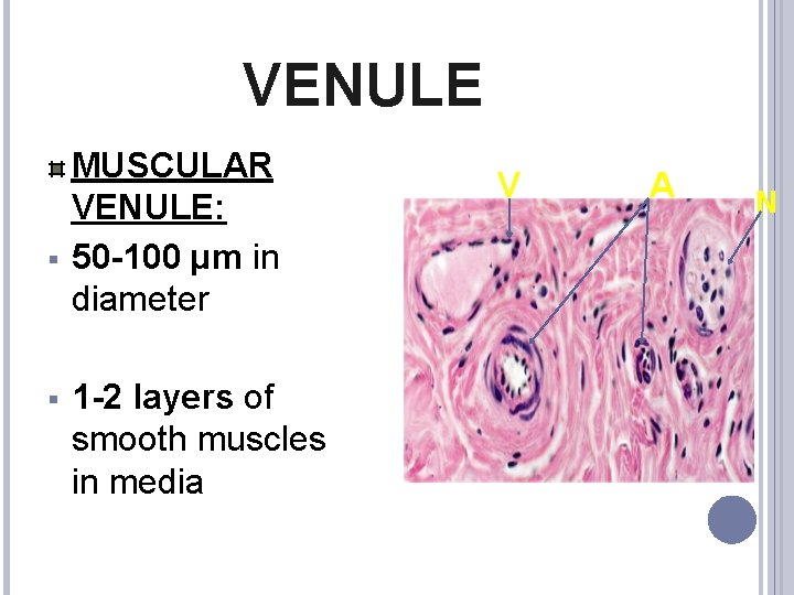 VENULE § § MUSCULAR VENULE: 50 -100 µm in diameter 1 -2 layers of