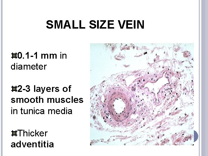 SMALL SIZE VEIN 0. 1 -1 mm in diameter 2 -3 layers of smooth