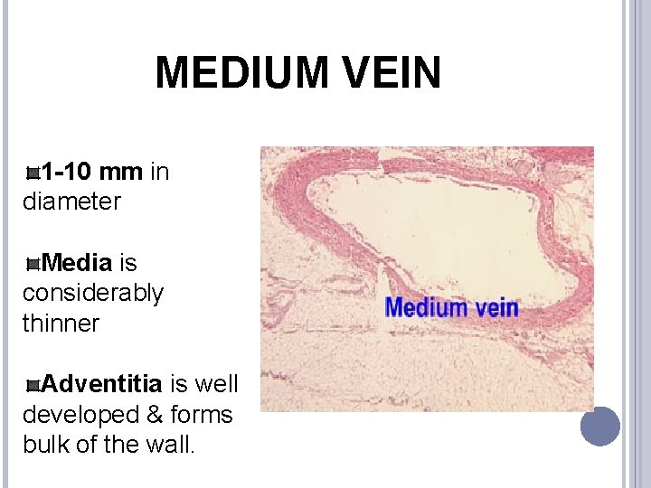 MEDIUM VEIN 1 -10 mm in diameter Media is considerably thinner Adventitia is well
