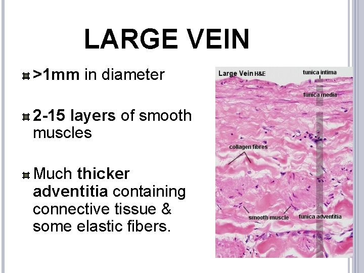 LARGE VEIN >1 mm in diameter 2 -15 layers of smooth muscles Much thicker