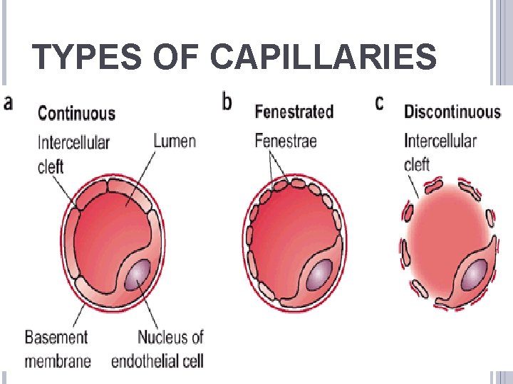 TYPES OF CAPILLARIES 