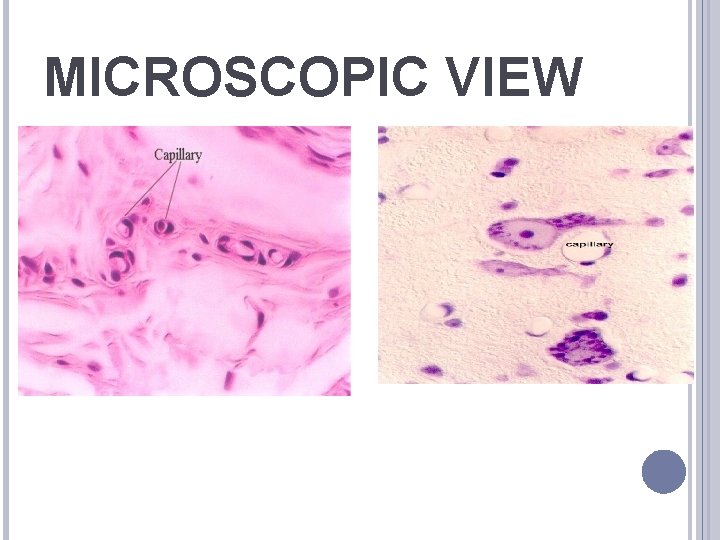 MICROSCOPIC VIEW 