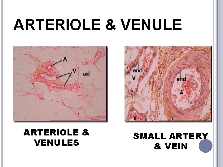 ARTERIOLE & VENULES SMALL ARTERY & VEIN 