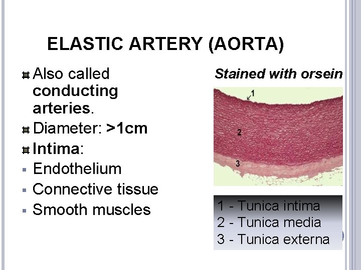 ELASTIC ARTERY (AORTA) § § § Also called conducting arteries. Diameter: >1 cm Intima: