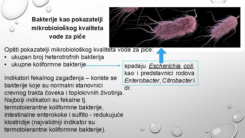 Bakterije kao pokazatelji mikrobiološkog kvaliteta vode za piće Opšti pokazatelji mikrobiološkog kvaliteta vode za