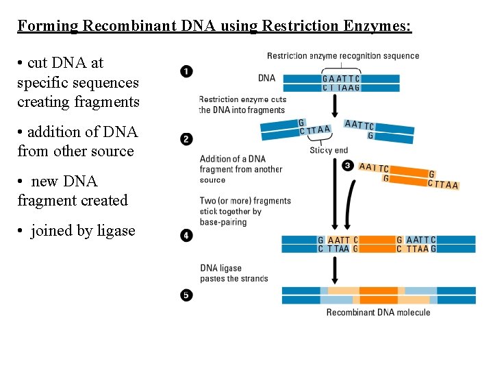 Forming Recombinant DNA using Restriction Enzymes: • cut DNA at specific sequences creating fragments
