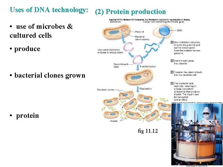 Uses of DNA technology: (2) Protein production • use of microbes & cultured cells