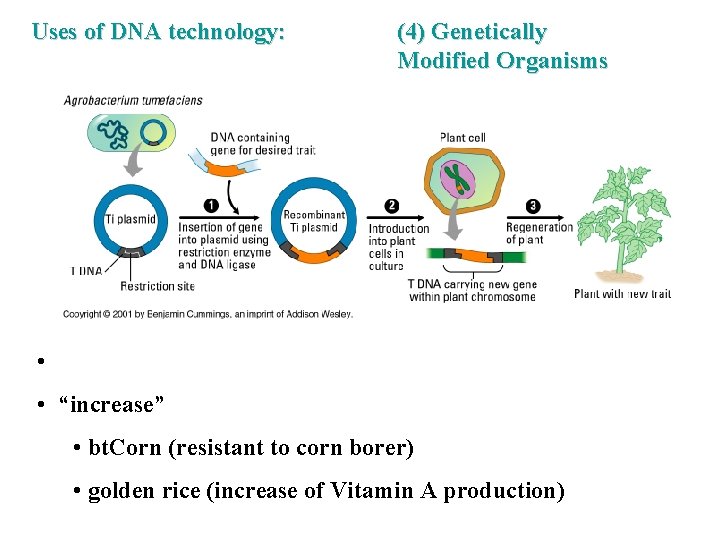 Uses of DNA technology: (4) Genetically Modified Organisms • • “increase” • bt. Corn