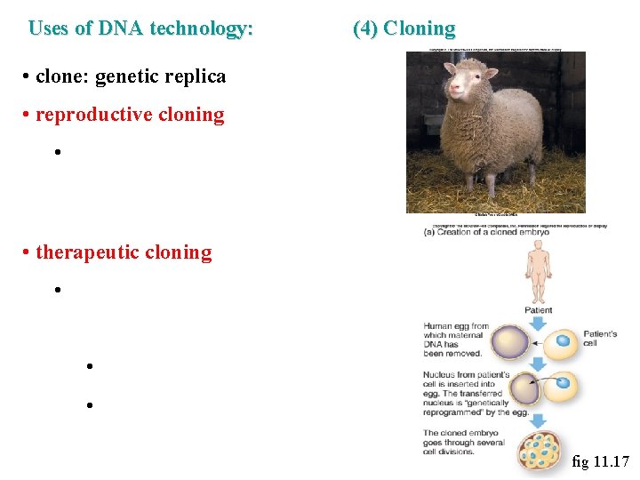 Uses of DNA technology: (4) Cloning • clone: genetic replica • reproductive cloning •