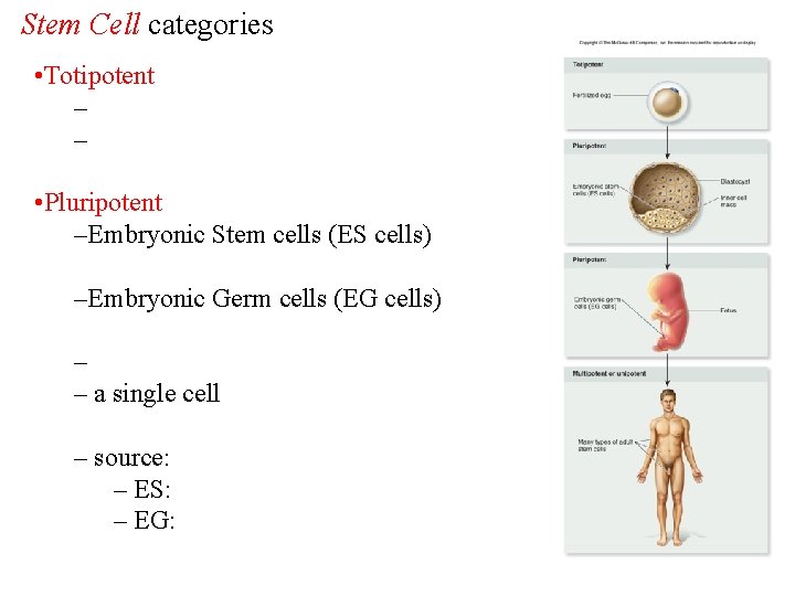 Stem Cell categories • Totipotent – – • Pluripotent –Embryonic Stem cells (ES cells)