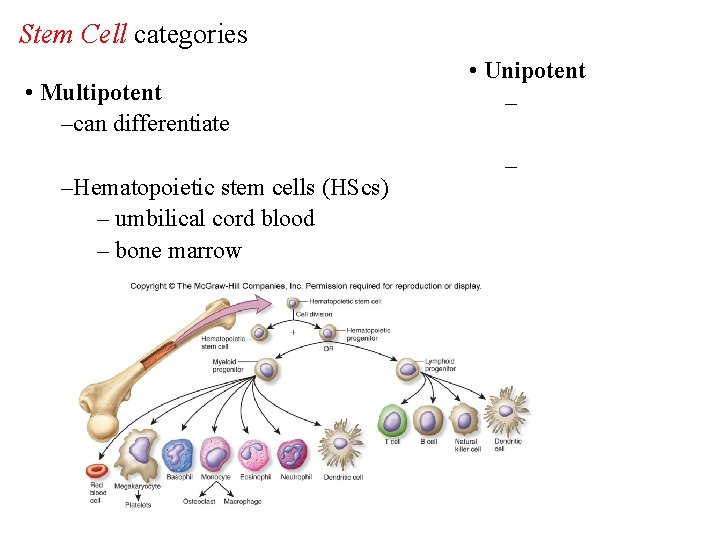 Stem Cell categories • Multipotent –can differentiate –Hematopoietic stem cells (HScs) – umbilical cord