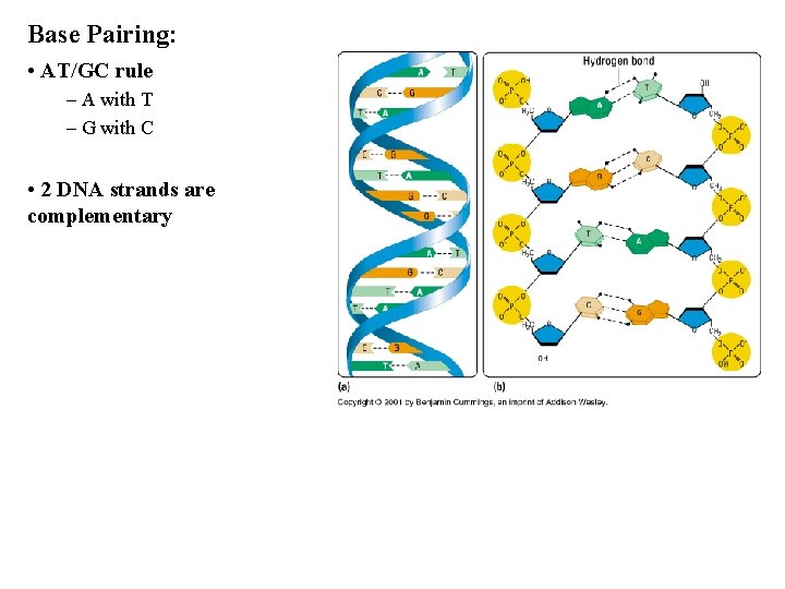 Base Pairing: • AT/GC rule – A with T – G with C •