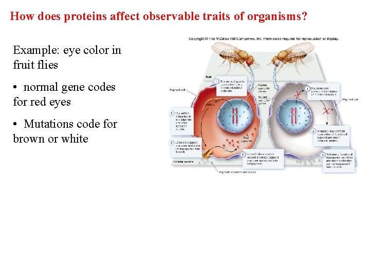 How does proteins affect observable traits of organisms? Example: eye color in fruit flies