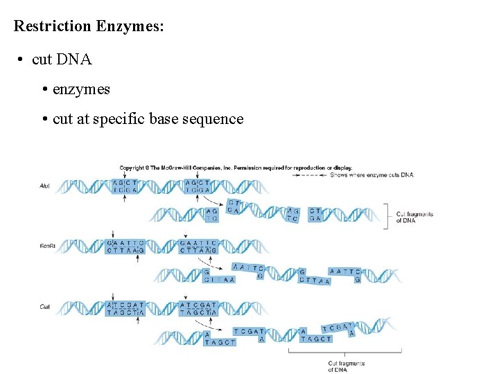 Restriction Enzymes: • cut DNA • enzymes • cut at specific base sequence 