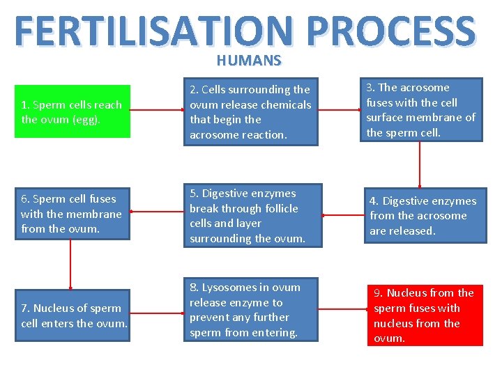 Fertilisation Process Flow Chart TOPIC 3 1 IN THE BEGINNING Cells Prokaryotic