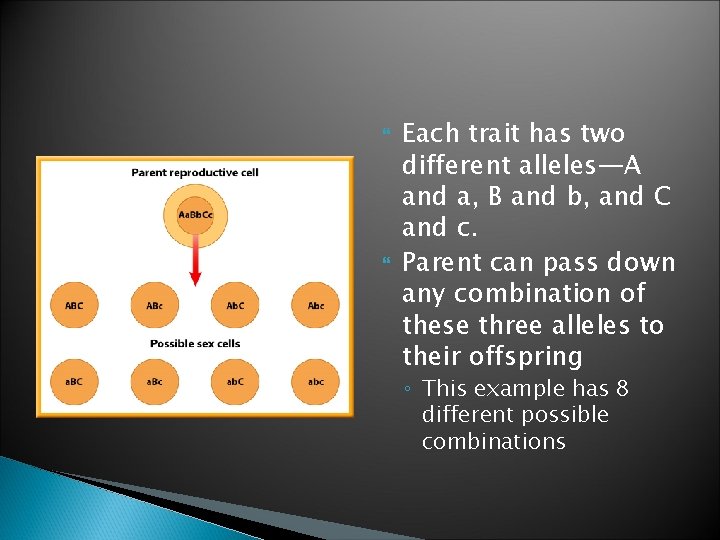 Each trait has two different alleles—A and a, B and b, and C Each trait has two different alleles—A and a, B and b, and C