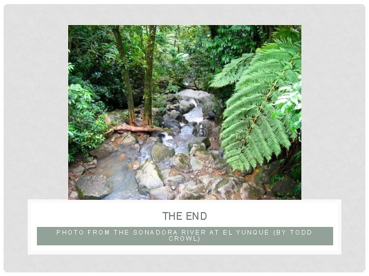 THE END PHOTO FROM THE SONADORA RIVER AT EL YUNQUE (BY TODD CROWL) 