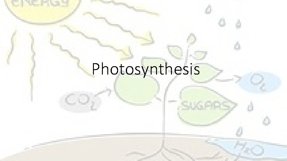 Photosynthesis 