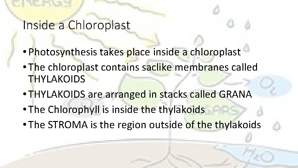Inside a Chloroplast • Photosynthesis takes place inside a chloroplast • The chloroplast contains